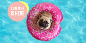 Blog 4 - Summer Product Guide - Pet Friendly's PH