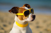 Blog 7 - Keeping Cool in the Heat - Pet Friendly's PH