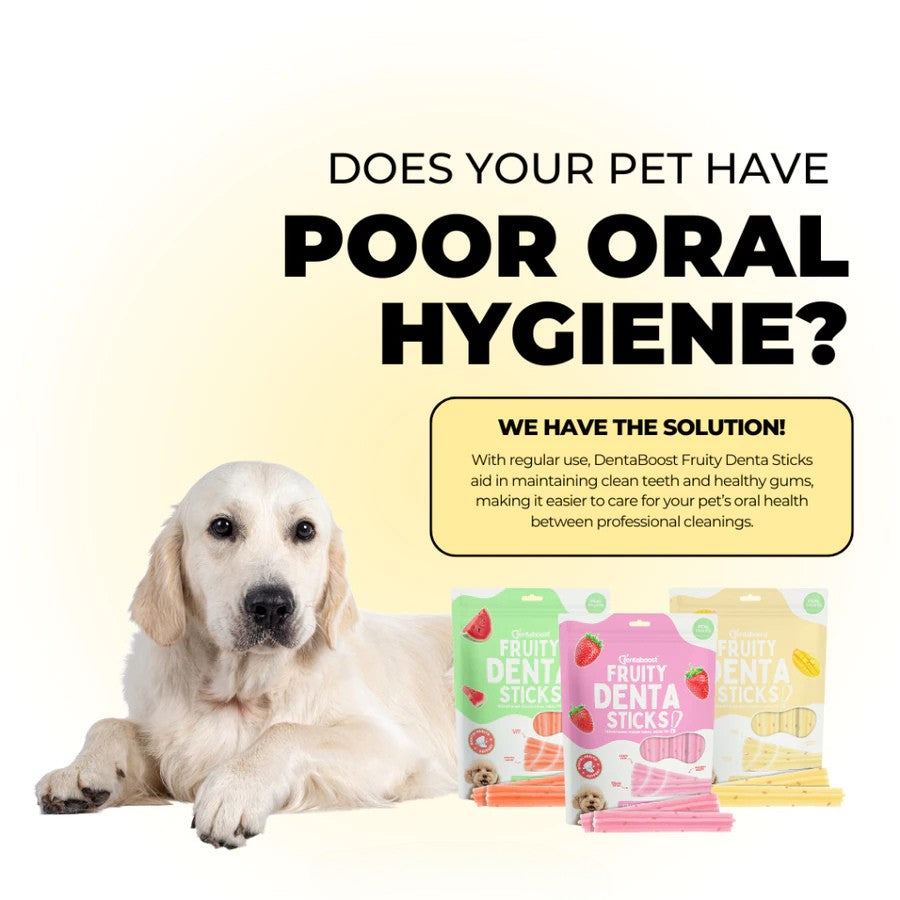 Dentaboost Fruity Dental Sticks - Mango