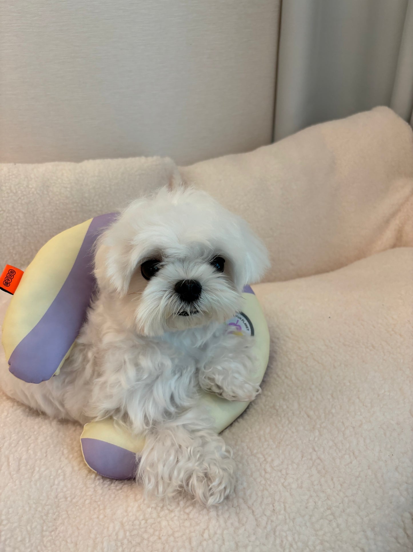 Experience unmatched comfort for your cat with Mewoo's Comfort Companion Pet U-Pillow. Explore our cat bed and furniture collection, featuring this cozy cat pillow designed to elevate your feline friend's relaxation. Choose Mewoo for premium cat items that prioritize both style and comfort in your cat's living space.