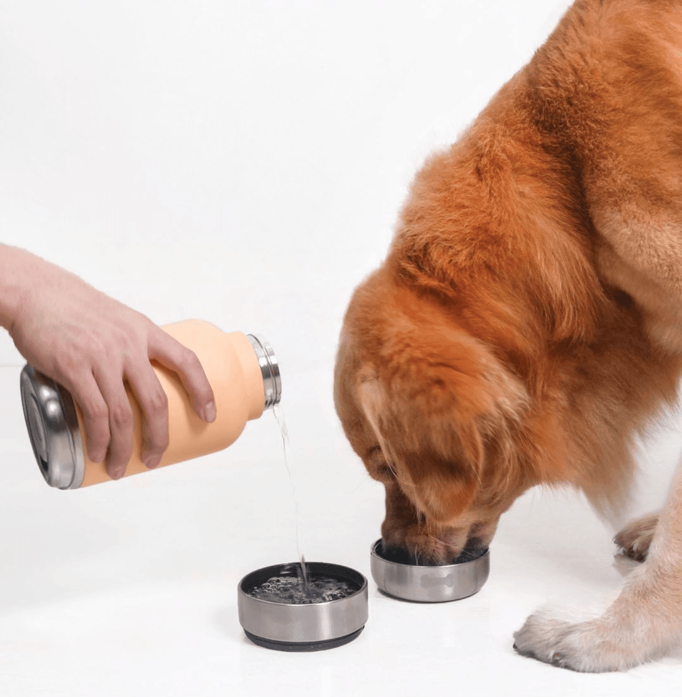 Porta - 32oz Water Bottle & Bowl (Seafoam) - Pet Friendly's PH