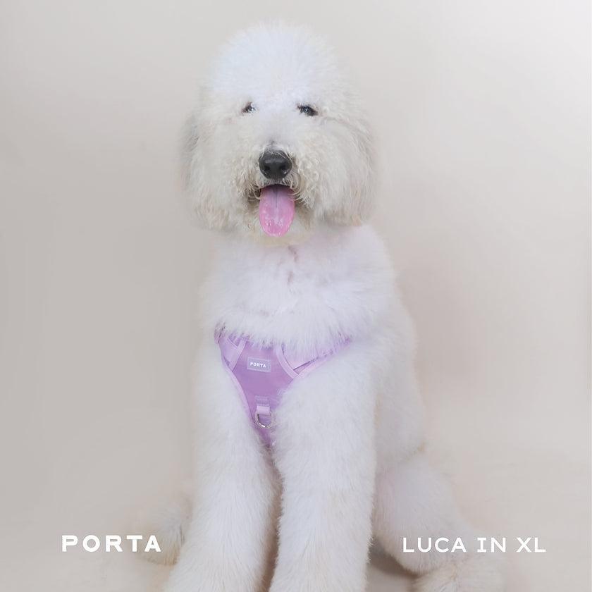 An Image displaying Porta Walkset. This product includes a leash, harness, and waist bag. This Picture Depicts a Giant Poodle dog wearing the XL size in Orchid color. Now Available on the Pet Friendly's website in the Philippines. Check out our amazing range of products today!