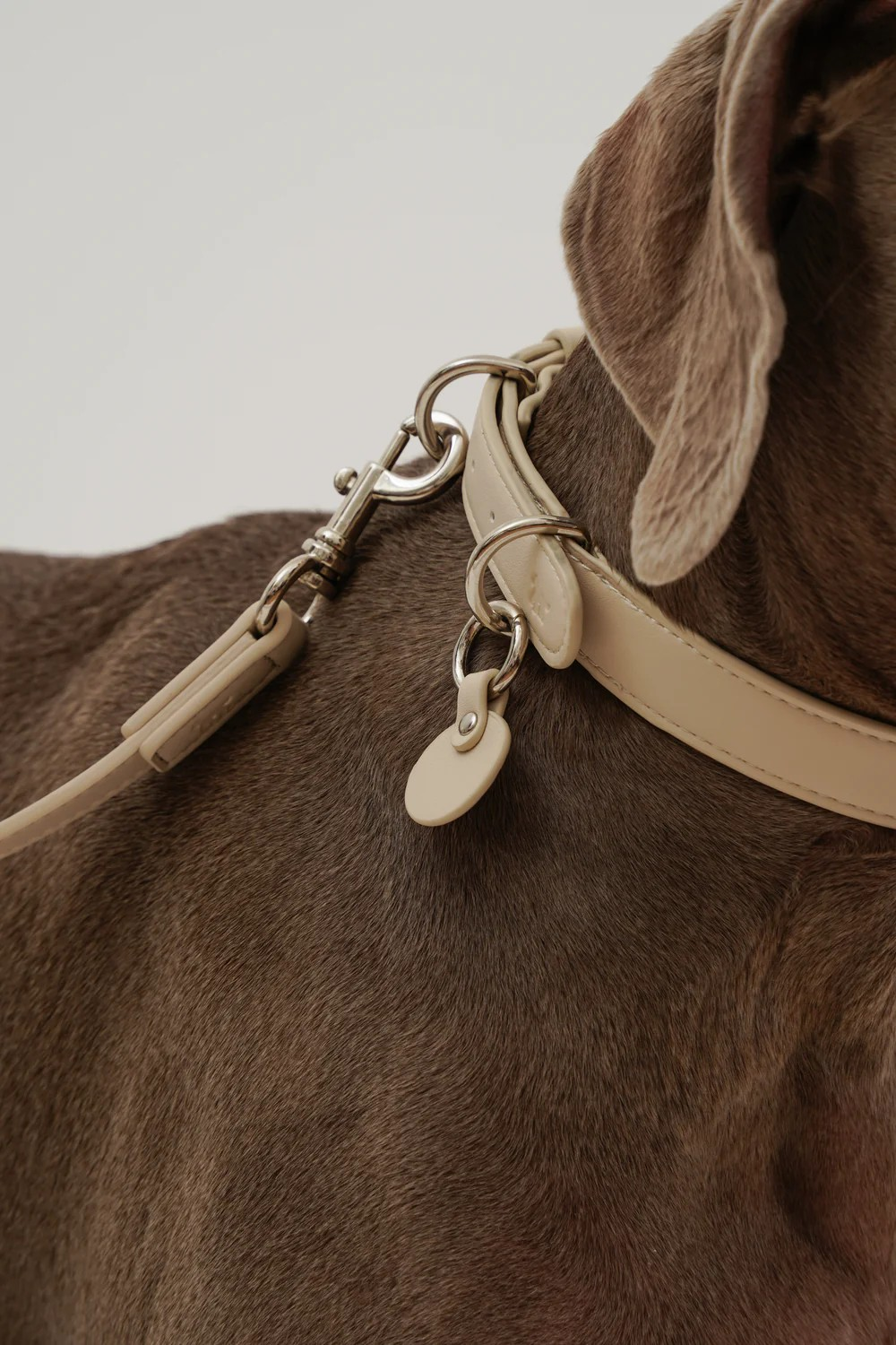 Sunday Pets Club - The City Collar