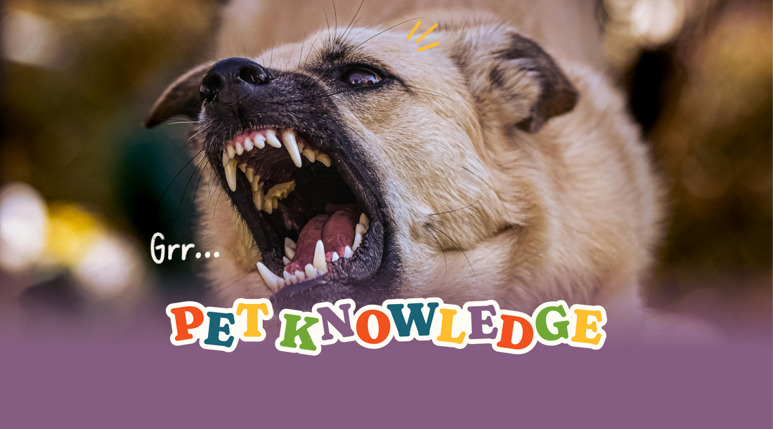 It's a Ticking Time Bomb! Rabies Symptoms a Month After Being Bitten?