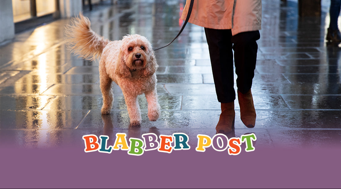 Rainy Season Pet Care Guide