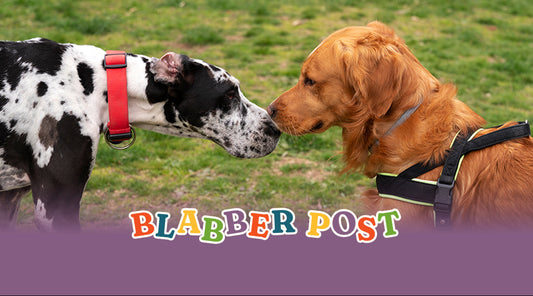 Why Socialization Matters
