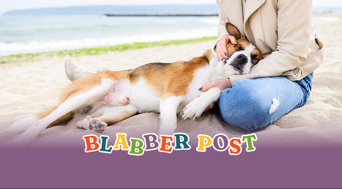 ☀️ Top 10 Must-Have Pet Essentials for Summer 2026