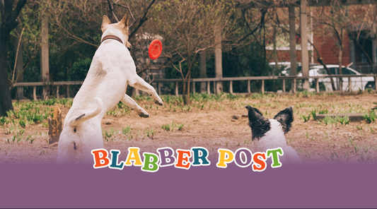 How to Socialize Your Dog at Pet Events (Without Stress)