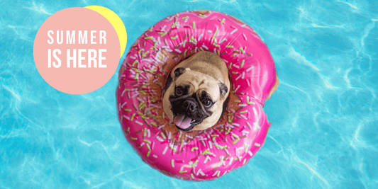 Blog 4 - Summer Product Guide - Pet Friendly's PH