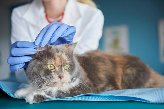 Blog 15 - Common Cat Illnesses and Prevention