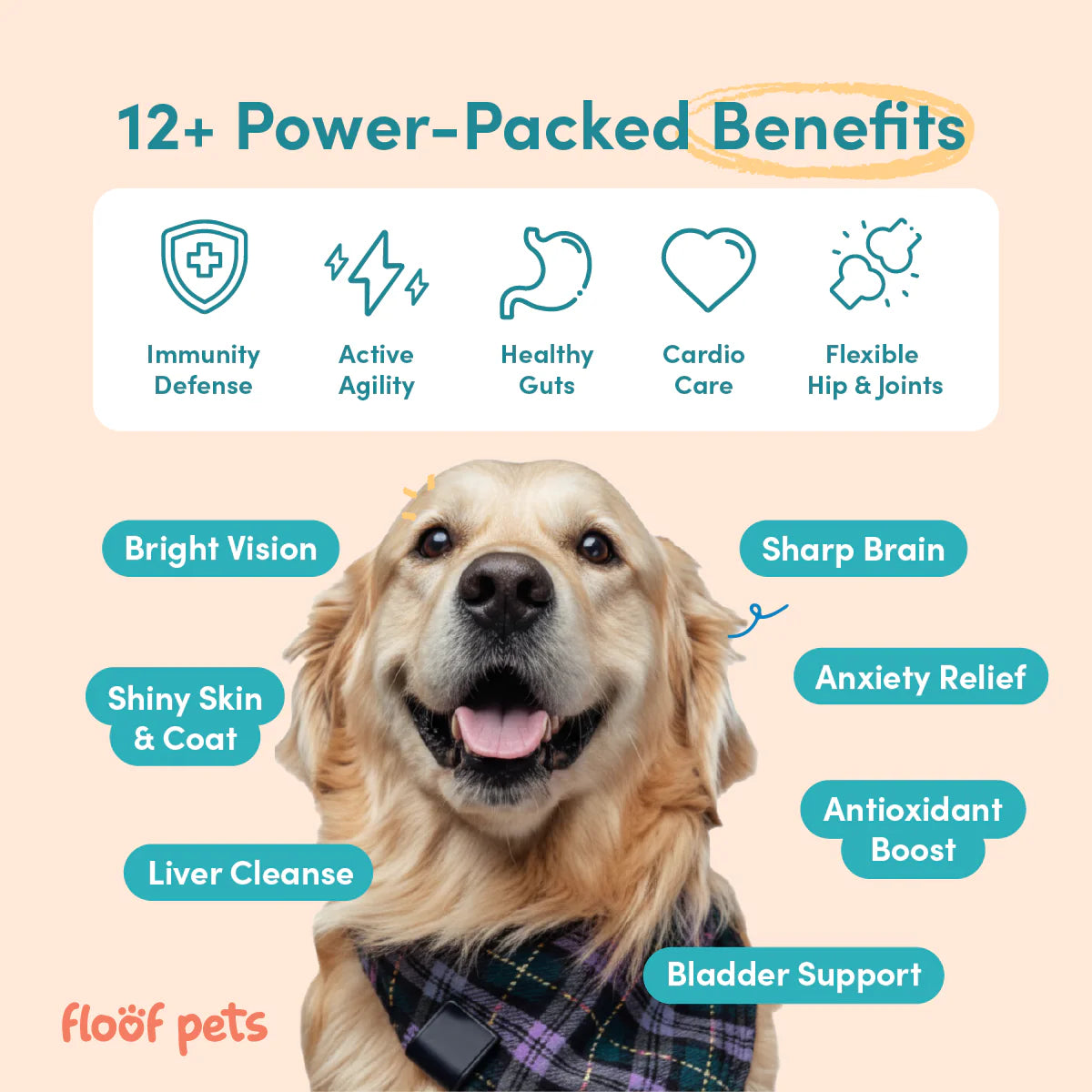 Floof Pets - All Furr One Senior Dog Multivitamins 300g