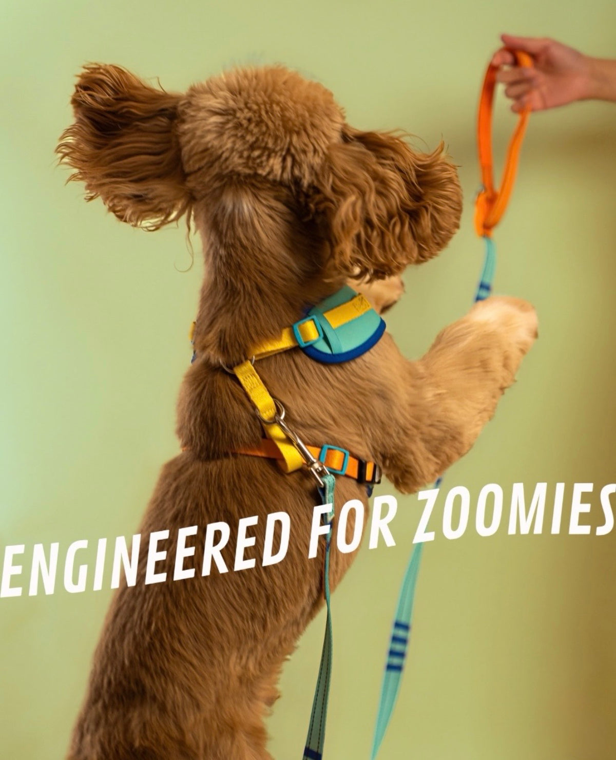 Wags & Co - The Smart Set (Cloud Tag Harness + Easy Shift Leash)