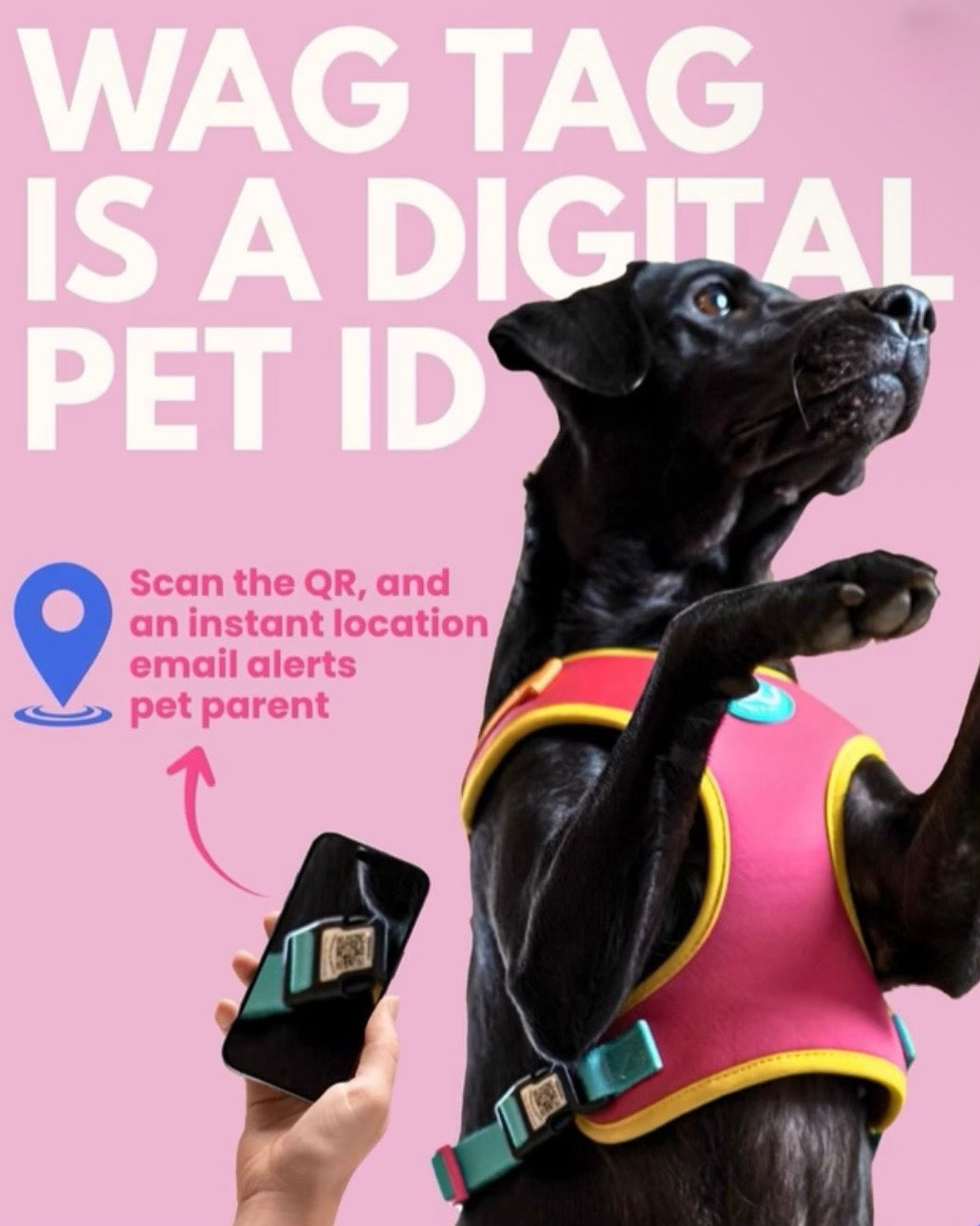 Wags & Co - The Smart Set (Cloud Tag Harness + Easy Shift Leash)