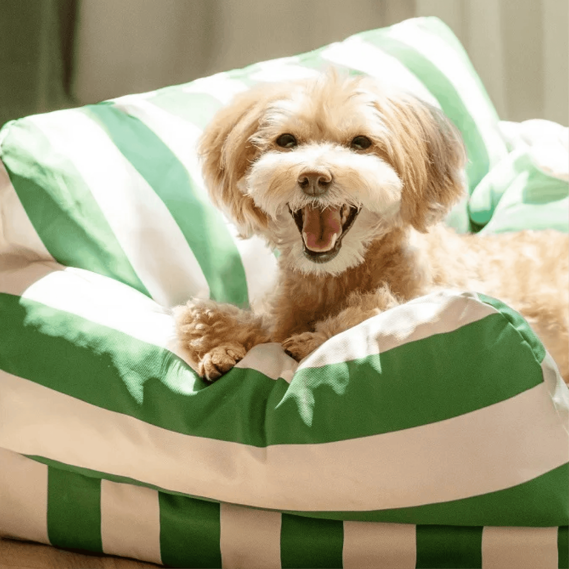 Experience the epitome of pet comfort with Mewoo's Mossy Green Waterproof Pet Bed. Explore our premium selection of pet beds designed for dogs and cats. Elevate their relaxation with this stylish and waterproof bed, ensuring a cozy retreat in ultimate comfort and durability.