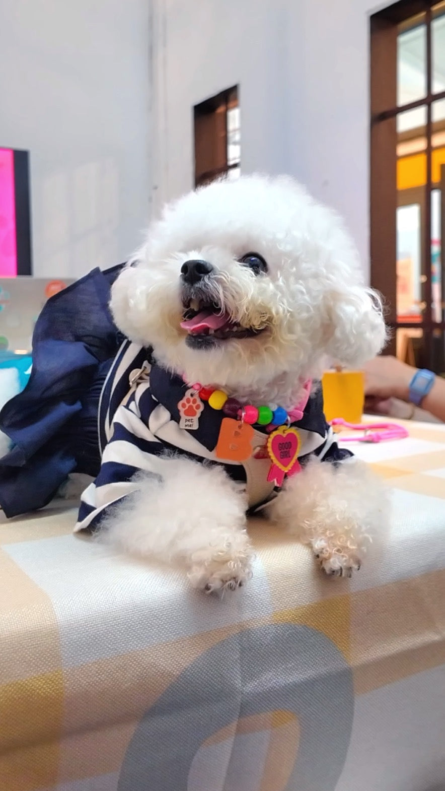 Customizable Pet Necklace