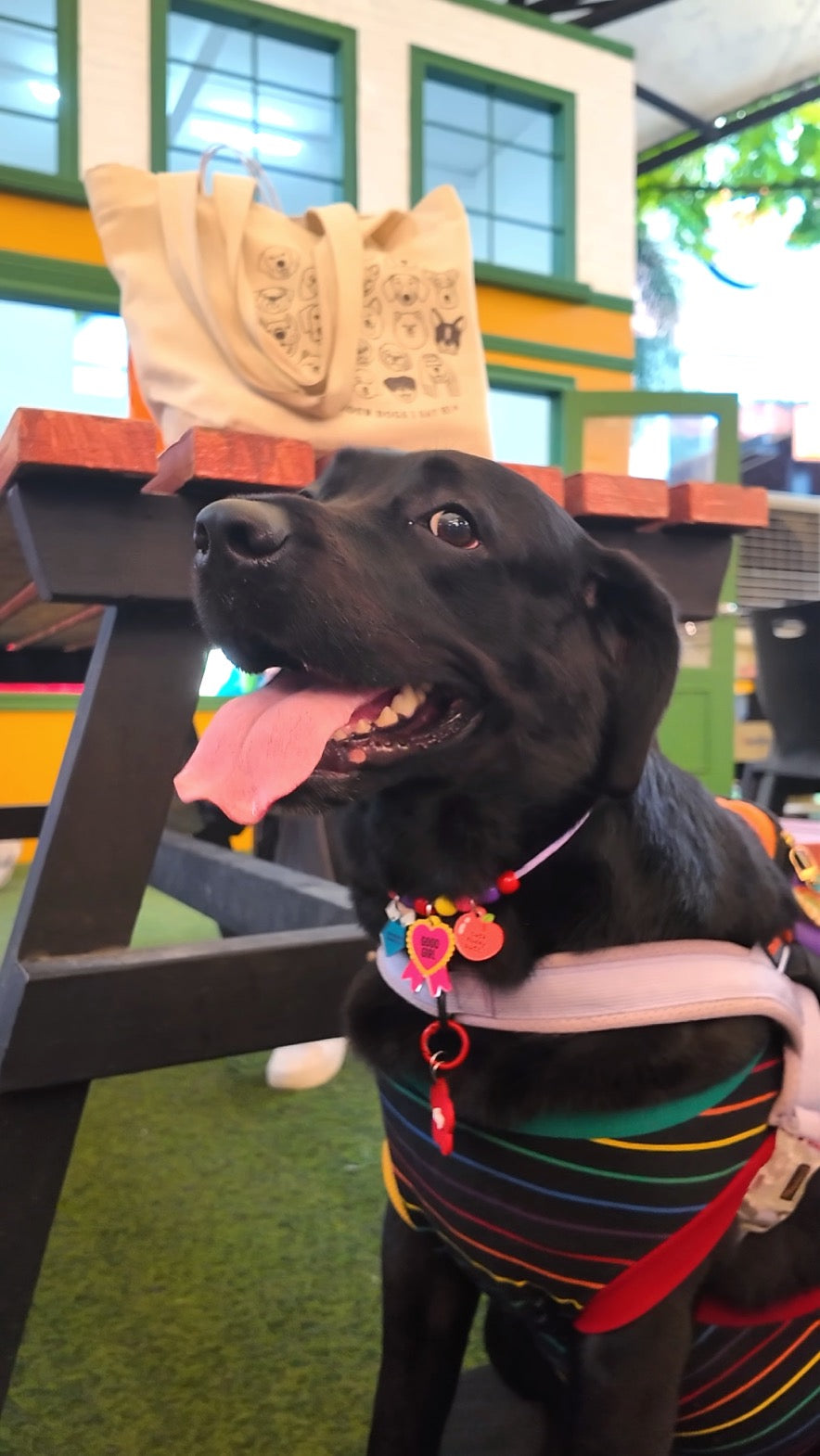 Customizable Pet Necklace