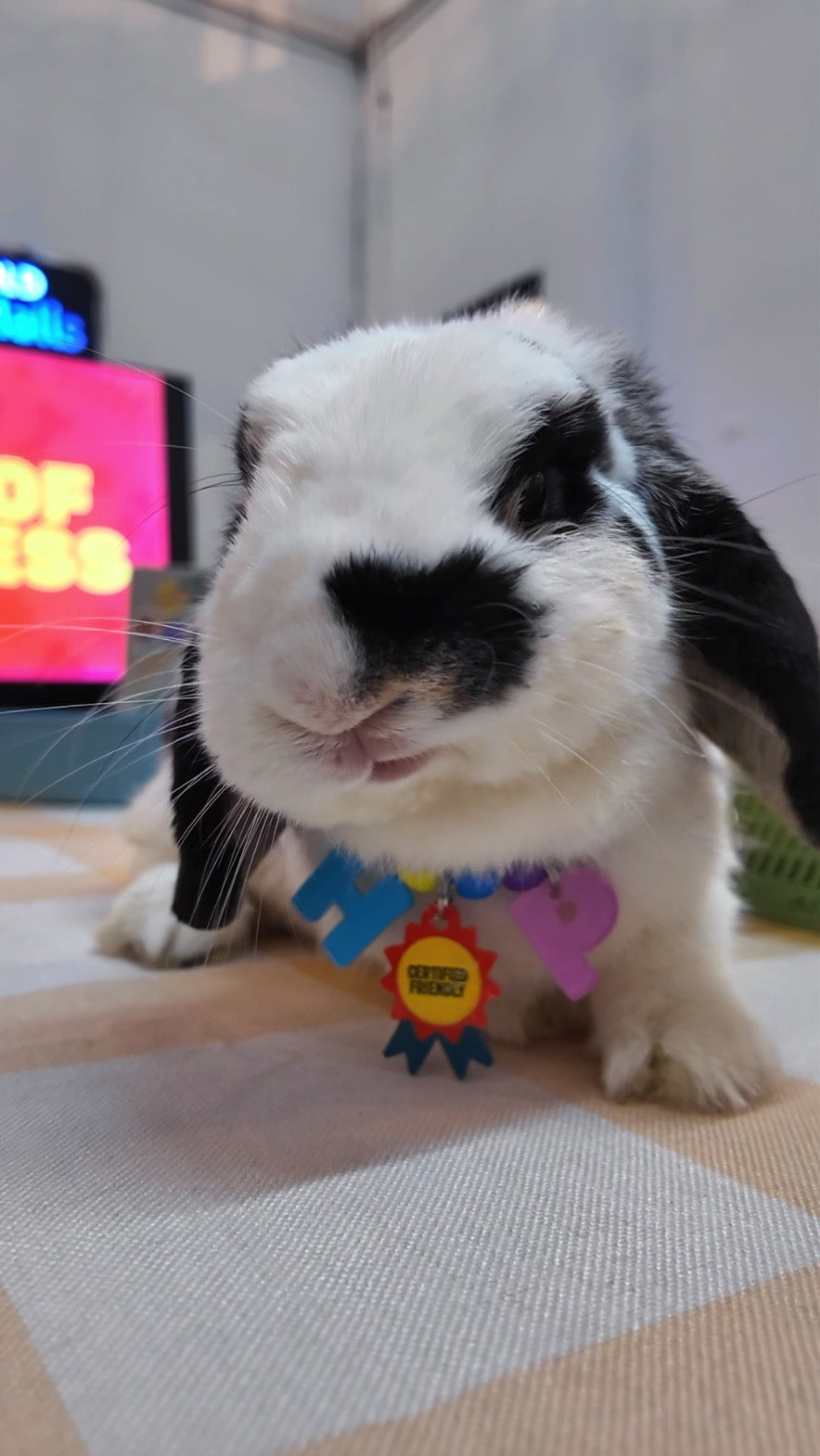 Customizable Pet Necklace