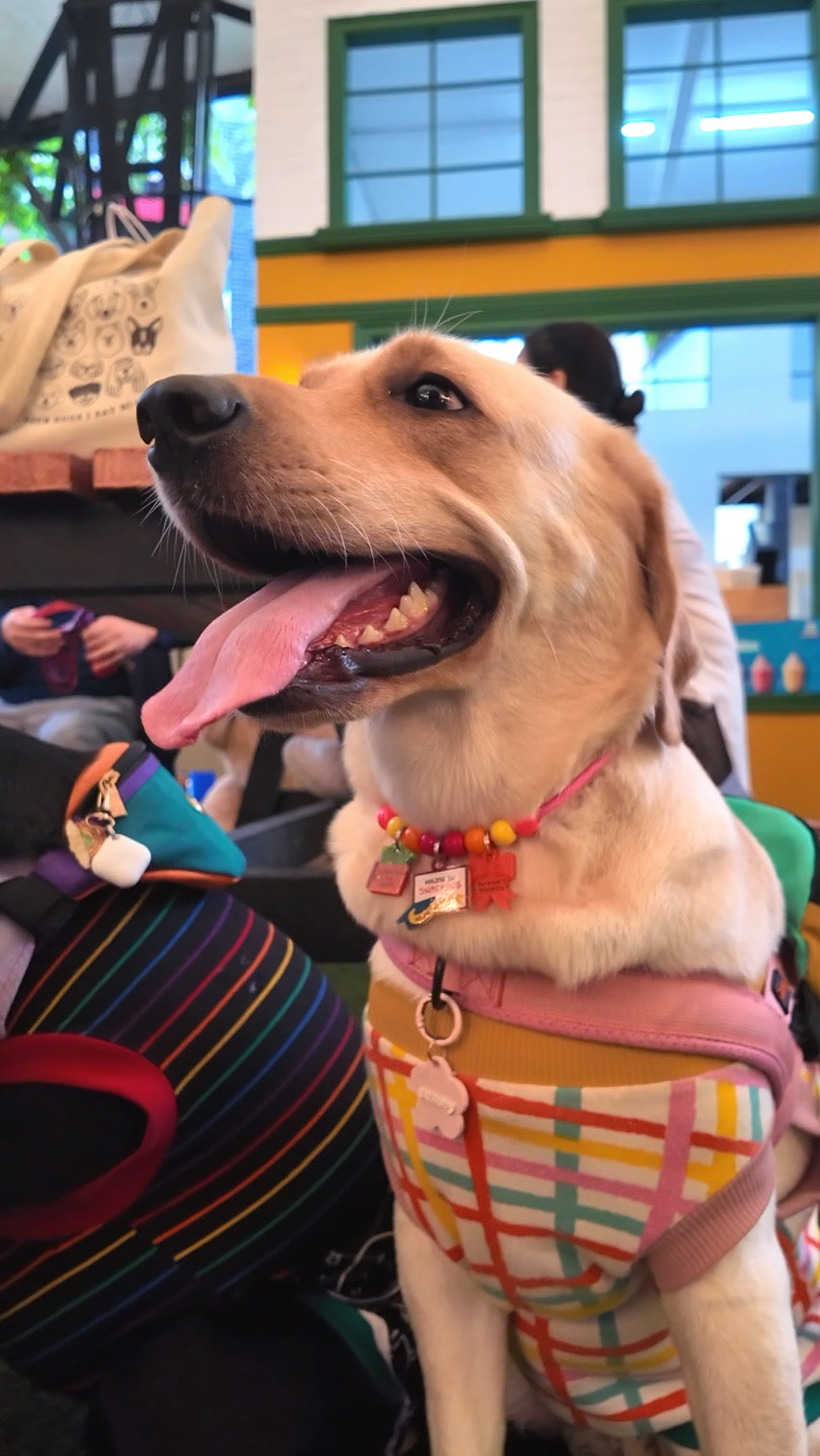 Customizable Pet Necklace